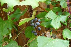 Grapes Sep 2012