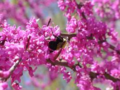 Brookside Gardens Apr 2012