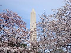 Cherry Blossoms 2008