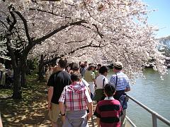 Cherry Blossoms April 10, 2005