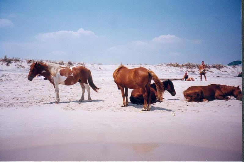 PoniesAssateagueSeashore.jpg