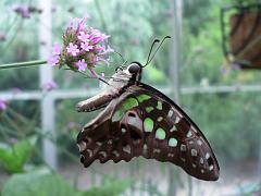 Butterflies+Flowers -- Brookside Gardens June 2007