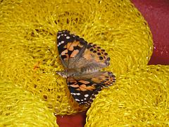 Butterflies+Flowers -- Brookside Gardens May 10, 2003