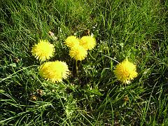 Dandelions