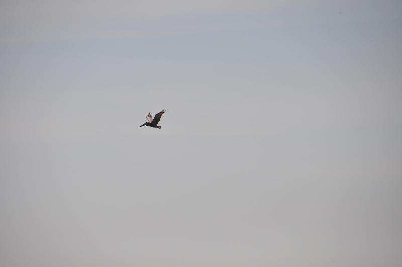 DSC_0213.JPG