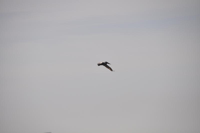 DSC_0215.JPG