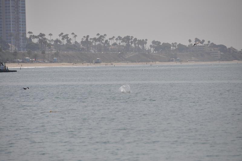 DSC_0246.JPG