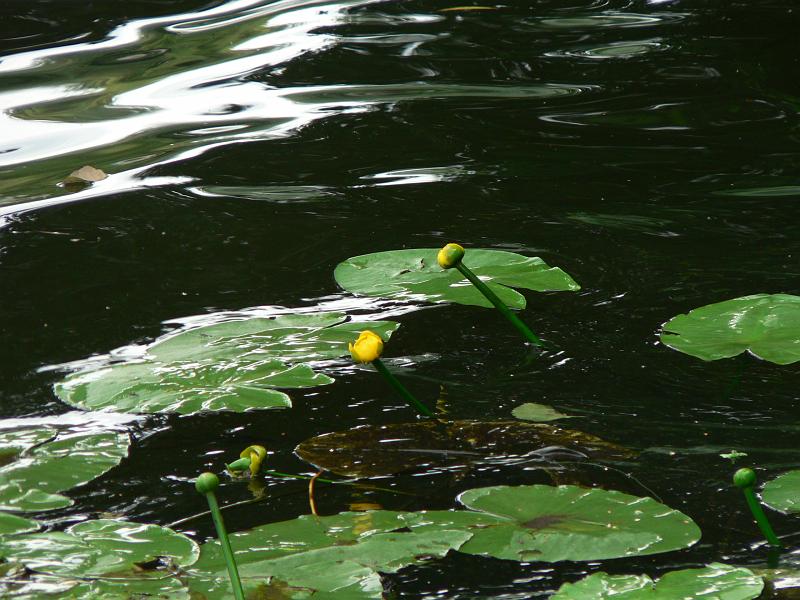 P1260354.JPG