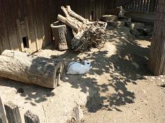 01 Tierpark