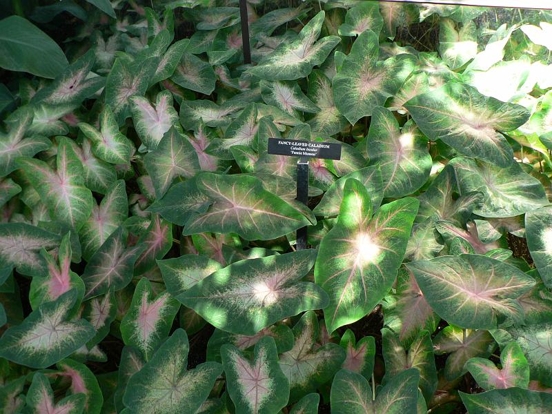 P1100709.JPG