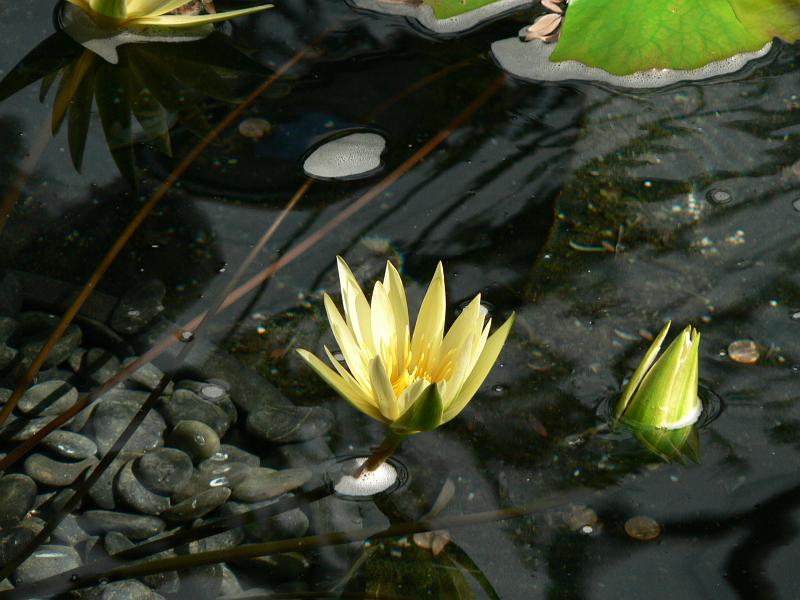 P1100809.JPG