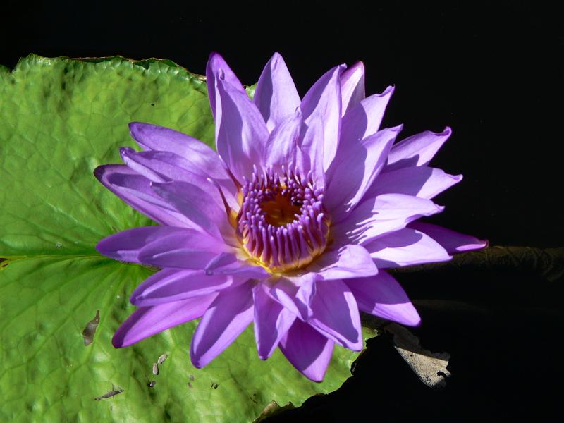 P1100861.JPG
