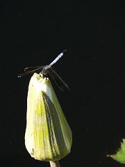P1100918