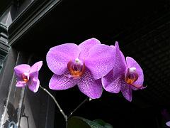 P1110126