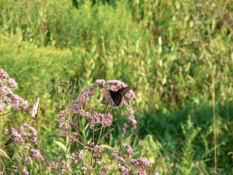 P1110486.JPG