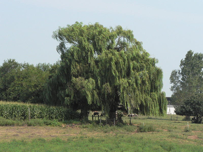 P1120349.JPG