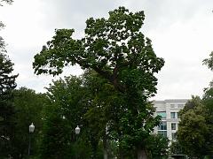 P1090606